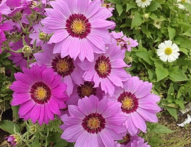 Kwiaty na Rabaty – Najpiękniejsze Rośliny do Twojego Ogrodu